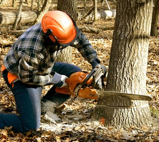 Tree Removal in Bloomingdale, GA